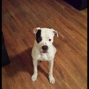 Professional Dog Walking and Pet Services