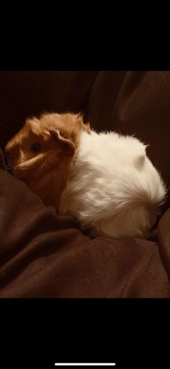 For Hire: Passionate Pet Sitter in Pontiac, Michigan
