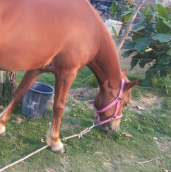 Dog owner and equestrian