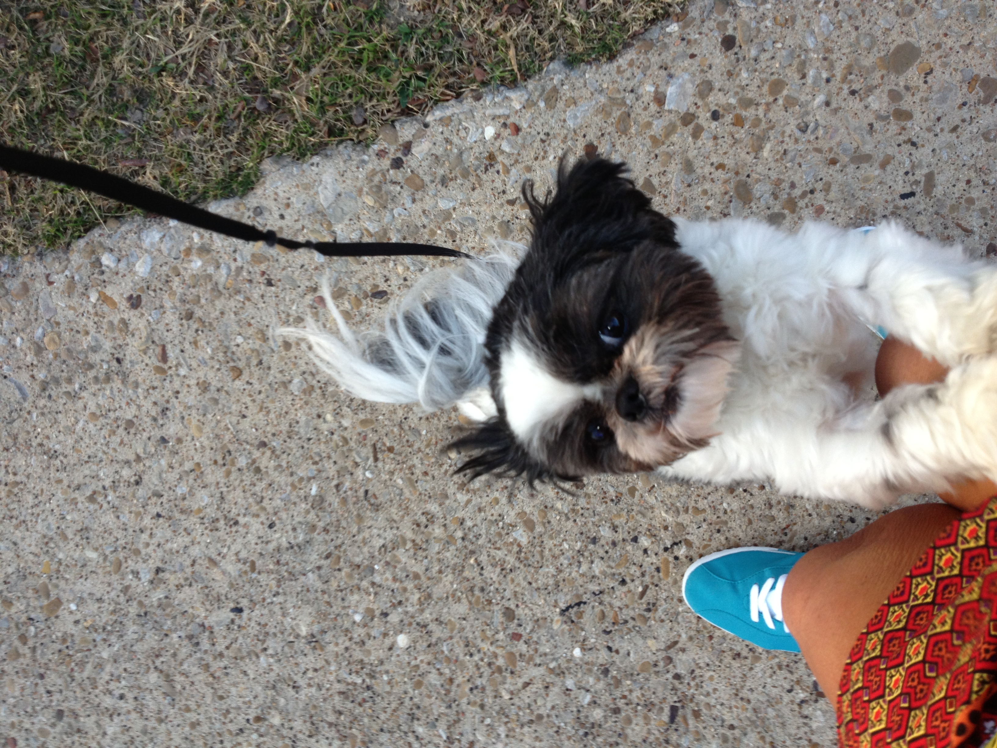 Need Mature Pet Sitter for Dog walking 3 x a day