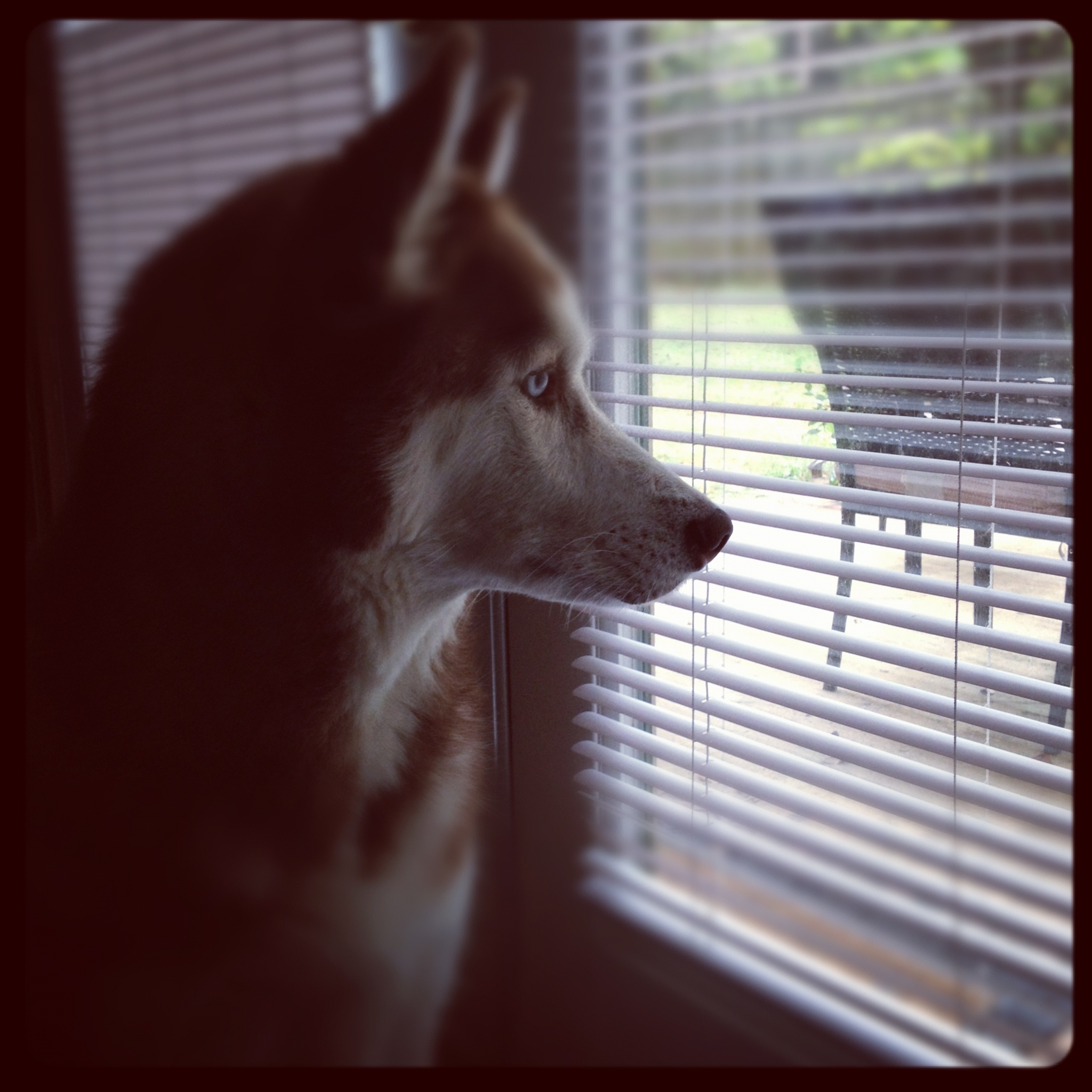 Furry Kids Dog Walker/Pet Sitter