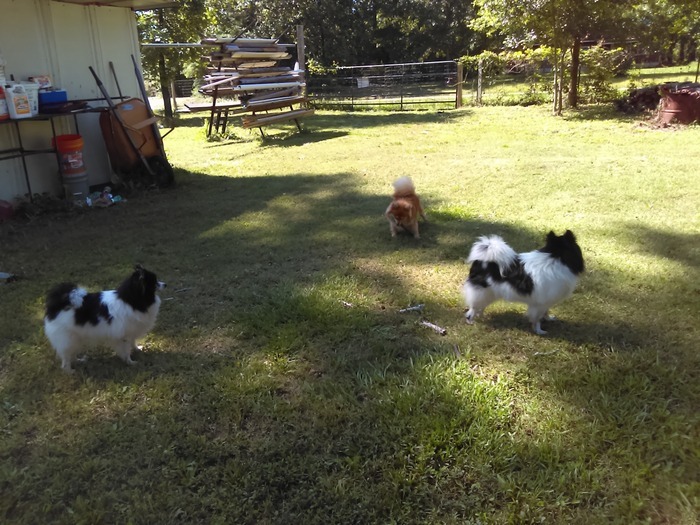 2 Acres Dog Sitting always available. I have over 10 years experience.