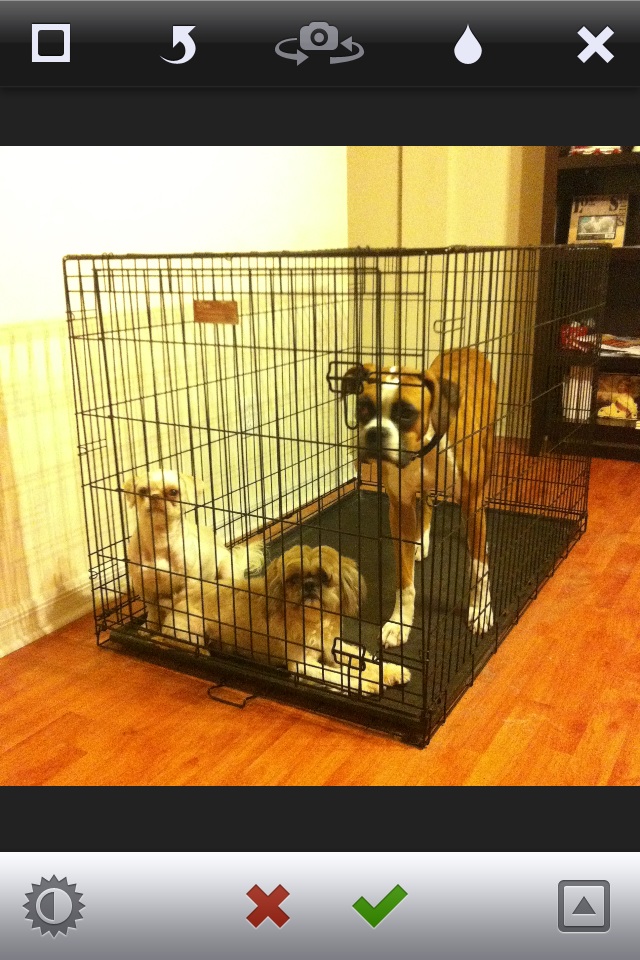 Dog walker needed
