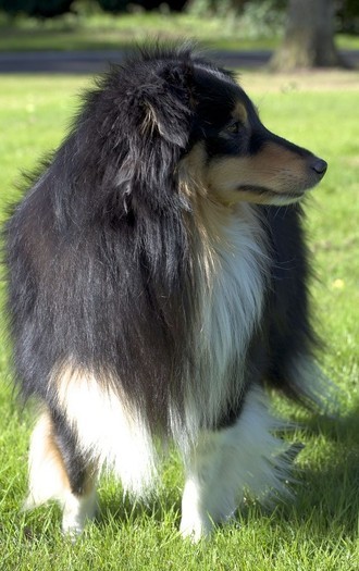 If you're looking for reliable and friendly care for your fur babies, look no further.