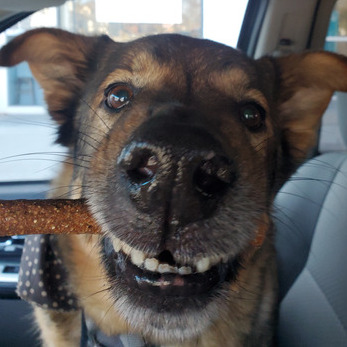 Windsor, Ontario Pet Supervisor