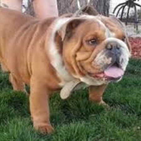 Available: pet care giver and walker, experience with many different animals in Germantown, Ohio