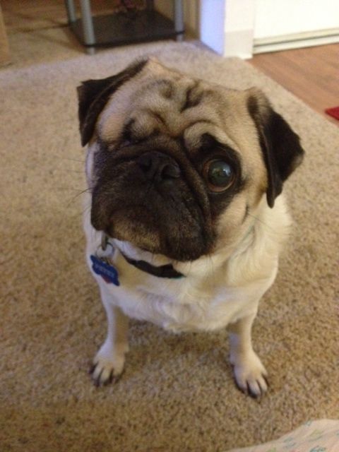 Manteca dog walker needed