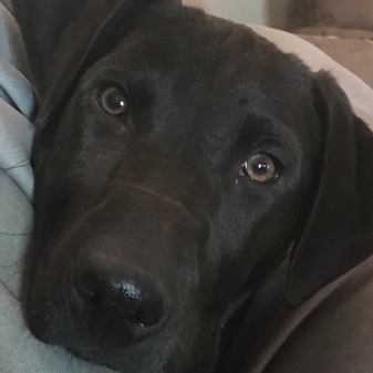 Flexible Dog/Cat/Animal Care Taker for Hire