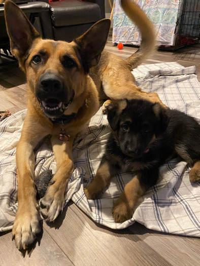 Caring & loving Dog Walking/sitter Available Now!