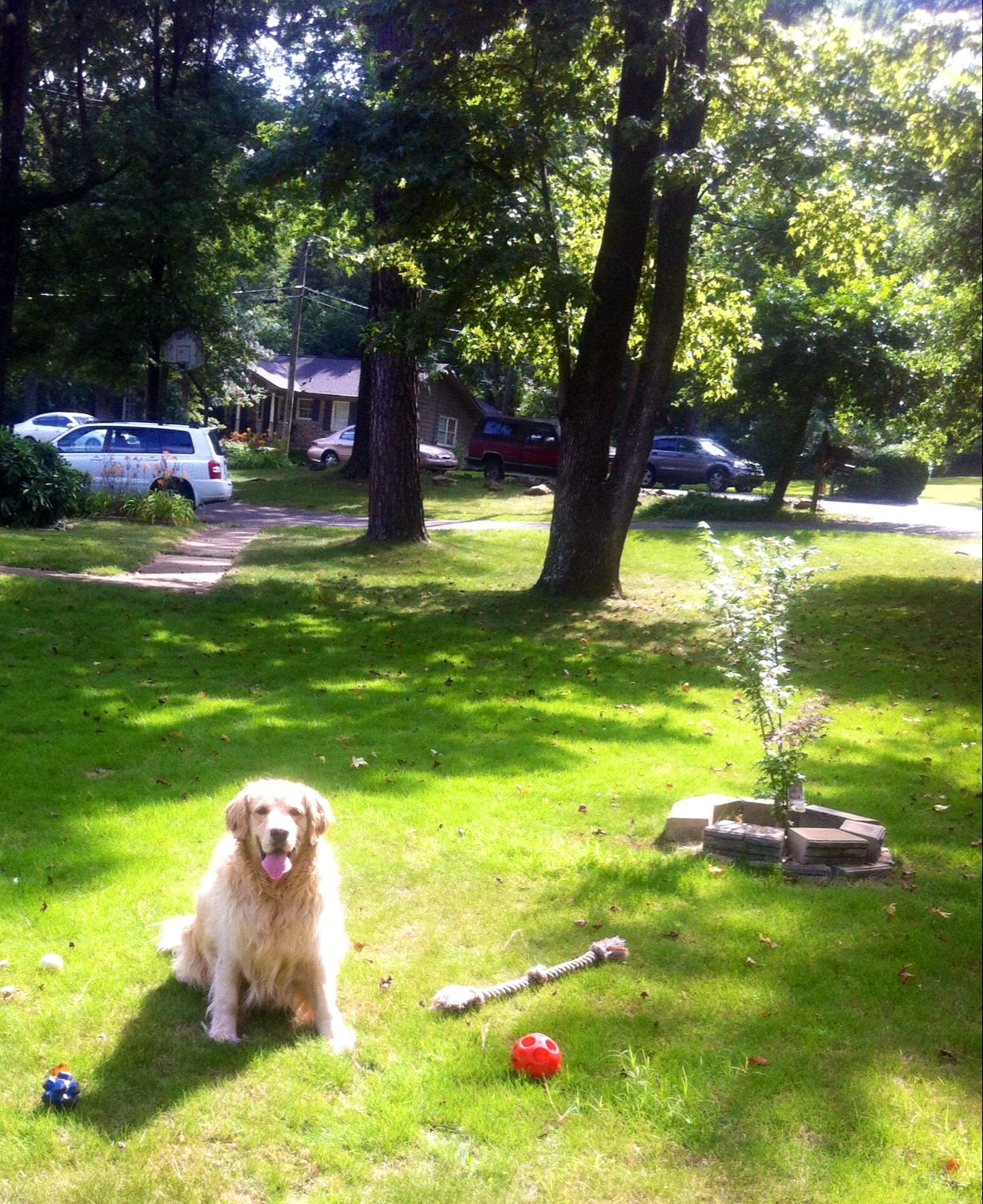 Qualified and Dependable Pet Sitter—Available Immediately.