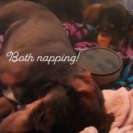 Bath Dog Sitter Interviewing For Work in Pennsylvania