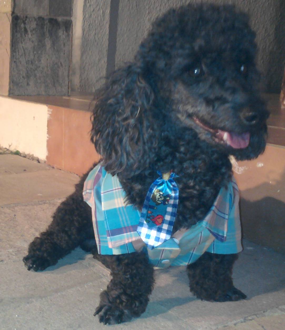 I love animals
