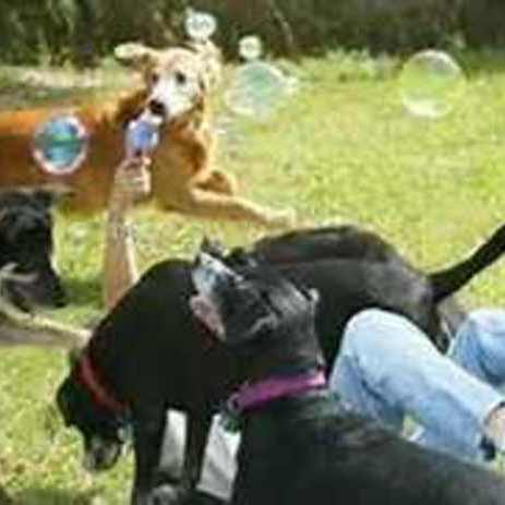 Doggie DayCare