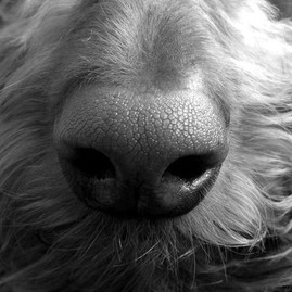 Pet Care Provider in Norwalk, Connecticut