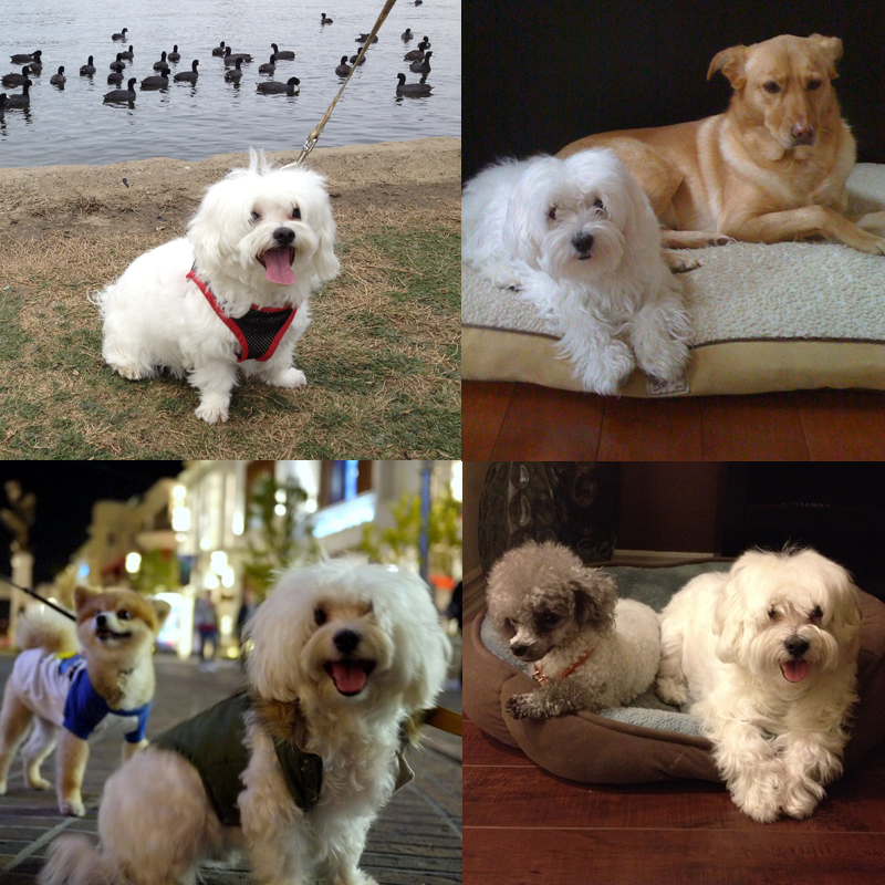 Spend A Day With Toto! DAYCARE, DOG WALKING, DOG BATHING & OVERNIGHT