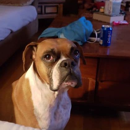 Hi my name is Steph and I have a 7 year old boxer named Shelby. I work full time night shift and need a sitter for her.