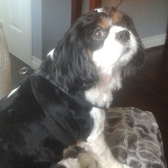 Puyallup Pet Sitter Looking For Being Hired