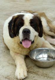 Experienced with all types of dogs: Free anytime after 1:52pm
