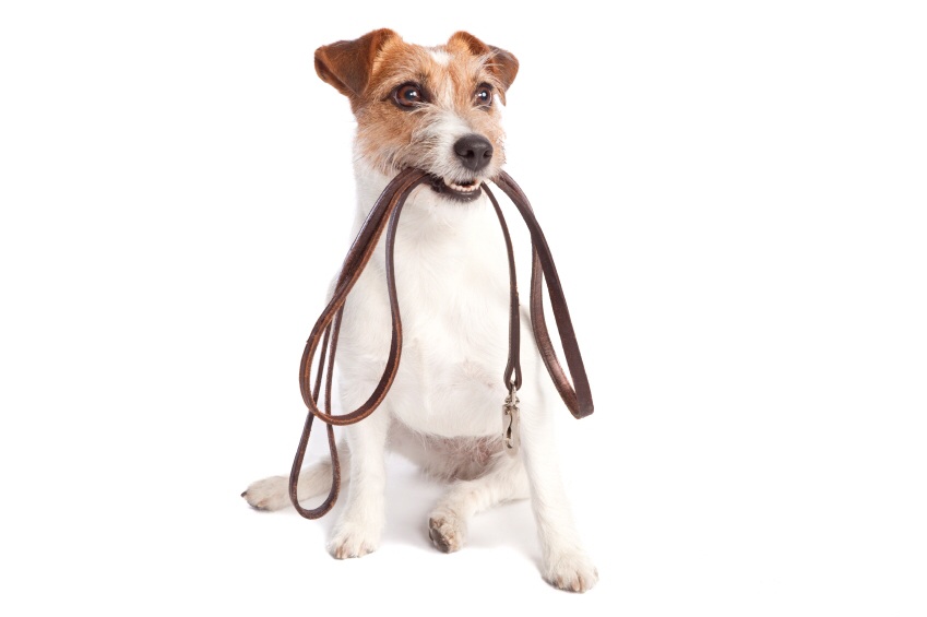 Dog Walker/Sitter