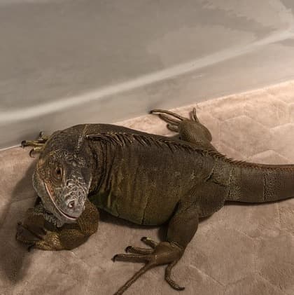 Wanted: Skilled Pet Sitting - iguana