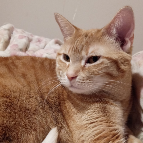 Available: Loving Pet Care Provider in Philadelphia, Pennsylvania