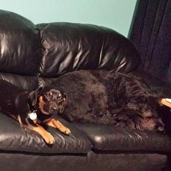 Windsor, Ontario Pet Trainer/Pet Sitter/Dog Walker