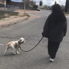 Victorville, Friendly Dog Walker Looking For Work in California.