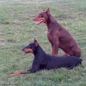 Timber Kennels Luxury Dog Boarding & Training Academy