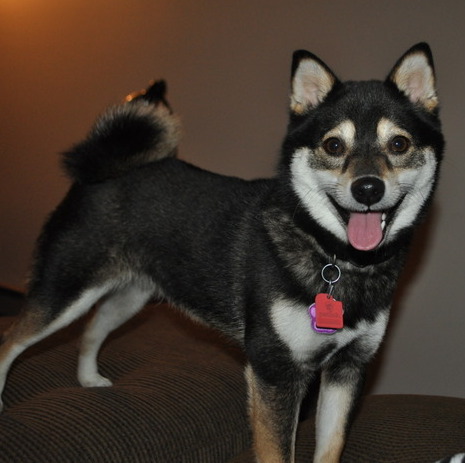 Dog Sitter Interested In Job Opportunities in Wisconsin Dells
