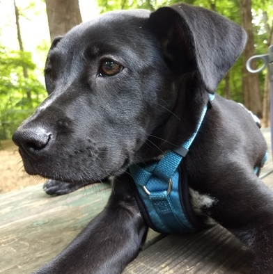 Looking for a puppy-sitter from August