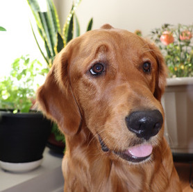 Amazing pet sitter with 5+ experiences