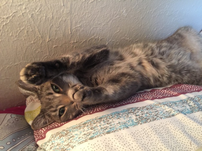 Cat sitting