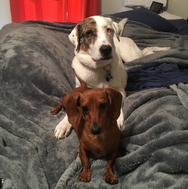 I'm a good heart, caring pet friendly person