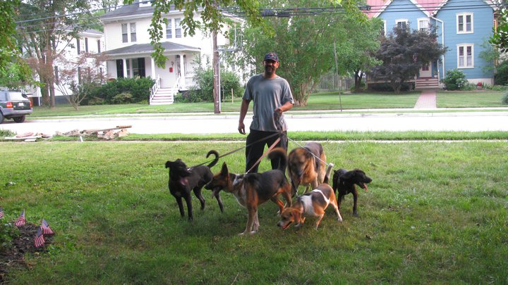 Dog sitter,walker/training, and boarding available