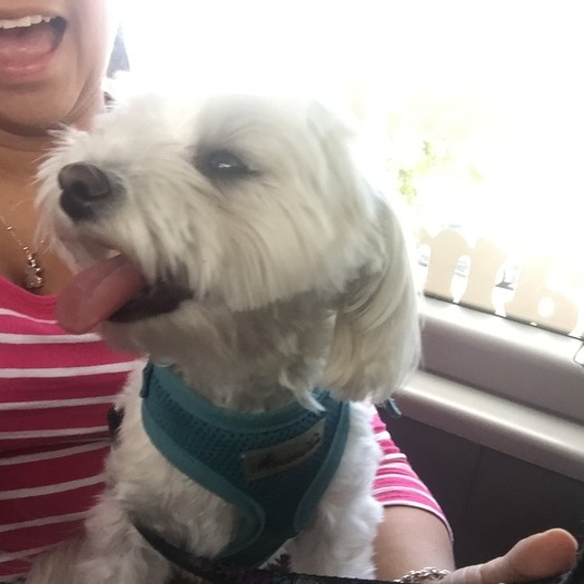Petsitter for your animal at home