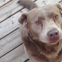 Calgary Pet Sitter Seeking Being Hired in Alberta